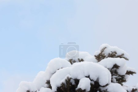 Téléchargez les photos : Arbres couverts de neige contre le ciel bleu - en image libre de droit
