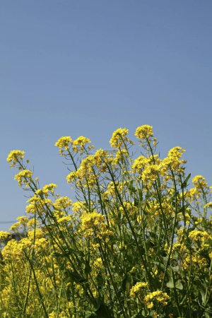 Photo for Closeup of small yellow flowers in meadow - Royalty Free Image