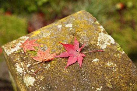 Foto de Hoja de arce rojo en la temporada de otoño - Imagen libre de derechos