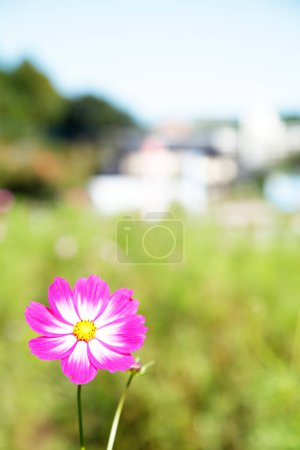 Téléchargez les photos : Fleurs cosmos dans le jardin - en image libre de droit