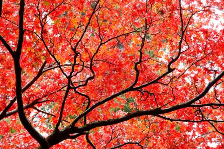 Téléchargez les photos : Feuilles d'érable rouge et orange sur le fond de l'arbre - en image libre de droit