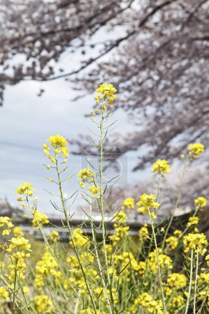 Foto de Primer plano de pequeñas flores amarillas en el prado - Imagen libre de derechos