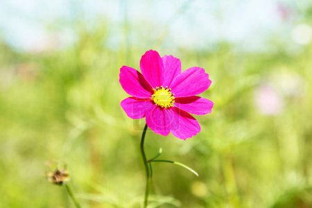 Foto de Hermosa flor rosa cosmos en el jardín - Imagen libre de derechos
