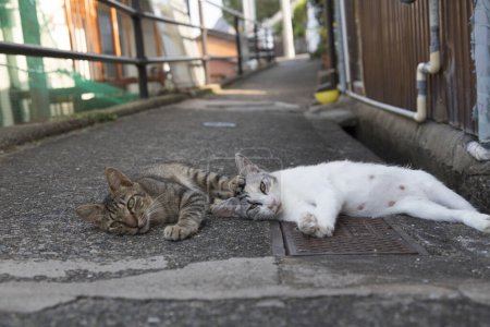 Téléchargez les photos : Deux chats sans abri reposant dans la rue de la ville - en image libre de droit