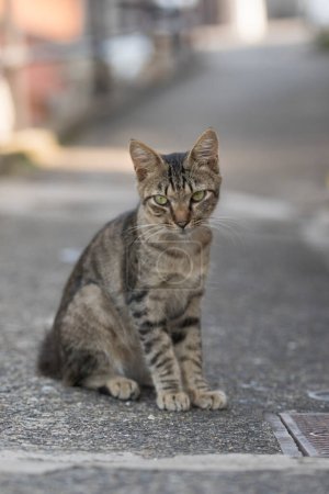 Téléchargez les photos : Portrait en gros plan d'un beau chat assis dans la rue - en image libre de droit