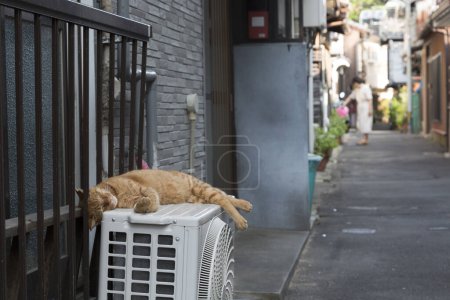 Téléchargez les photos : Portrait en gros plan de chat mignon dormant sur la climatisation - en image libre de droit