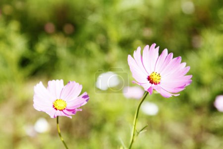 Téléchargez les photos : Belles fleurs roses cosmos dans le jardin - en image libre de droit