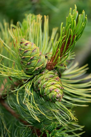 Photo for Green fir tree branch with cones - Royalty Free Image