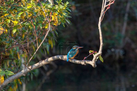 Foto de Kingfisher pájaro posado en rama de árbol en la vida silvestre - Imagen libre de derechos