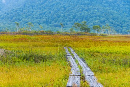 Téléchargez les photos : Paysage d'automne coloré avec sentier en bois dans le domaine - en image libre de droit