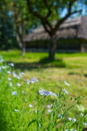 Téléchargez les photos : Fleurs bleues dans le champ d'herbe verte - en image libre de droit
