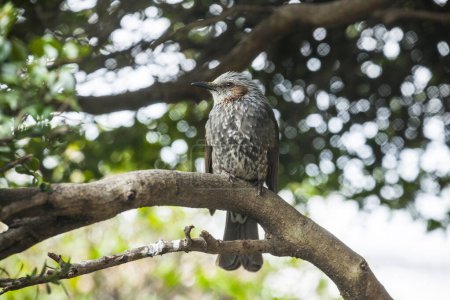 Téléchargez les photos : Oiseau assis sur un arbre dans la forêt - en image libre de droit