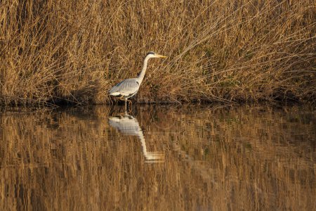 Foto de Garza de pie en el lago en la naturaleza - Imagen libre de derechos