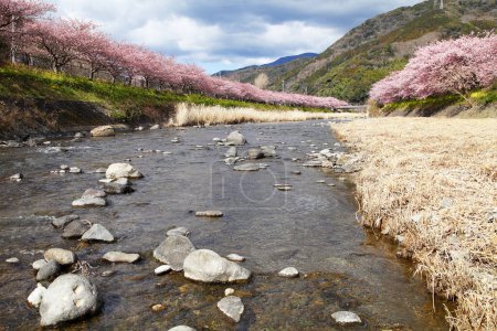 Téléchargez les photos : View of river and cherry blossom trees in japan - en image libre de droit