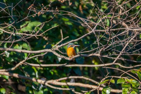 Téléchargez les photos : Oiseau assis sur des branches d'arbres dans la forêt - en image libre de droit