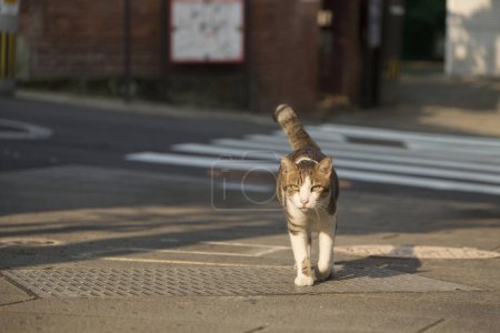 Téléchargez les photos : Portrait en gros plan de chat mignon marchant dans la rue - en image libre de droit