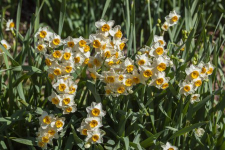 Foto de Hermosas flores narcisas que florecen en el jardín de primavera - Imagen libre de derechos