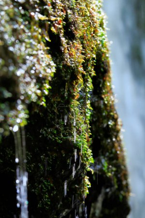 Foto de Hermosa naturaleza vista de fondo con cascada - Imagen libre de derechos