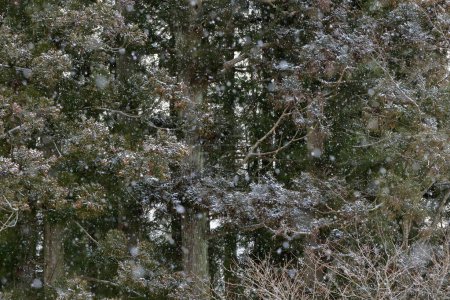 Téléchargez les photos : Arbres couverts de neige dans la forêt - en image libre de droit