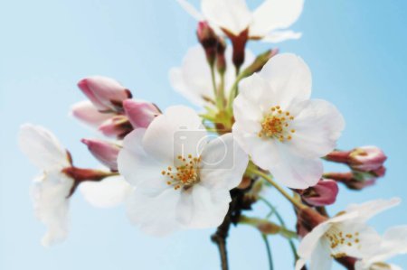 Foto de Hermosas flores de sakura en el jardín sobre fondo de la naturaleza - Imagen libre de derechos
