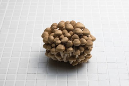 Téléchargez les photos : Gros plan de champignons isolés sur fond blanc - en image libre de droit