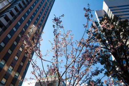 Téléchargez les photos : Fleur de cerisier et architecture moderne dans la ville au-dessus du ciel - en image libre de droit