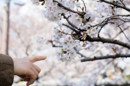 Photo for A person pointing to a blooming tree with white flowers - Royalty Free Image