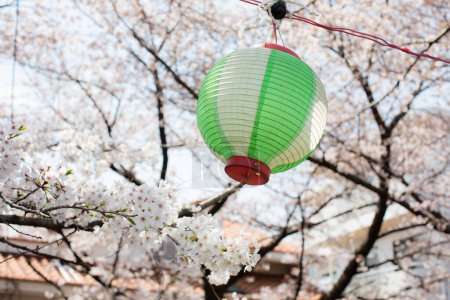 Téléchargez les photos : Lanterne verte suspendue à un sakura - en image libre de droit