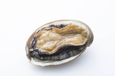 Téléchargez les photos : Une coquille d'huître isolée sur fond blanc - en image libre de droit