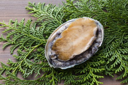 Photo for Oyster and branch of a tree on wooden table - Royalty Free Image