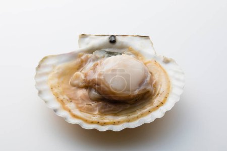 Photo for Seashell isolated on white background - Royalty Free Image