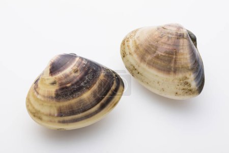 Photo for Two seashells isolated on white background - Royalty Free Image