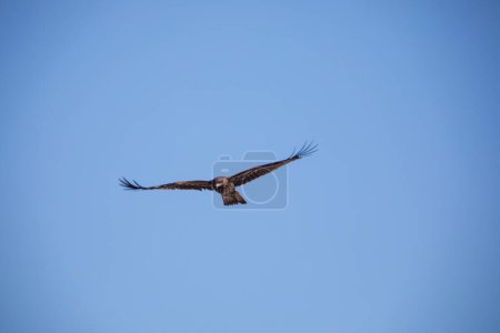 Téléchargez les photos : Un aigle américain dans le ciel bleu - en image libre de droit