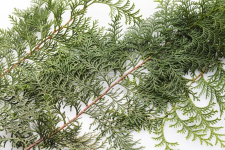 Téléchargez les photos : Arbre vert de Noël branche isolée sur fond blanc - en image libre de droit