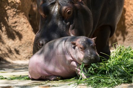 Téléchargez les photos : Famille Hippopotame au zoo, mère avec un ourson mangeant des plantes vertes - en image libre de droit