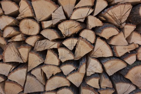 Photo for Piles of stacked firewood in a forest - Royalty Free Image