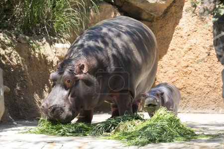 Hippopotamus family in zoo, mother with cub eating green plants 
