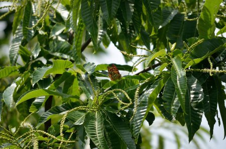 Téléchargez les photos : Gros plan des feuilles vertes et du papillon - en image libre de droit