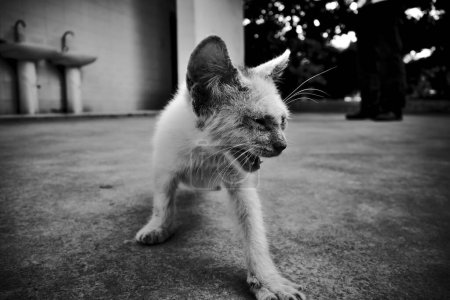 Foto de Foto en blanco y negro del gato sentado en el suelo - Imagen libre de derechos