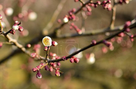 Foto de Hermosas flores de primavera en ramas de árboles en el jardín - Imagen libre de derechos