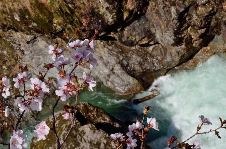 Photo for Beautiful waterfall in the forest and blooming cherry flower tree - Royalty Free Image