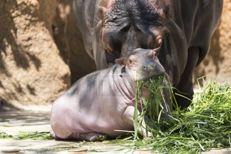 Téléchargez les photos : Famille Hippopotame au zoo, mère avec un ourson mangeant des plantes vertes - en image libre de droit
