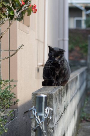 Photo for Cute cat on street, daytime view - Royalty Free Image