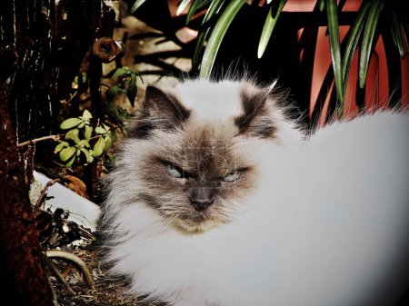 Téléchargez les photos : Portrait de chat dans le jardin - en image libre de droit