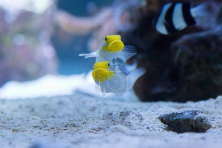 Téléchargez les photos : Vue rapprochée de poissons tropicaux mignons nageant dans l'aquarium - en image libre de droit