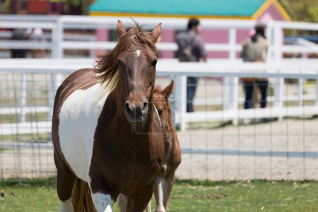 Téléchargez les photos : Pâturage des chevaux à la ferme le jour - en image libre de droit