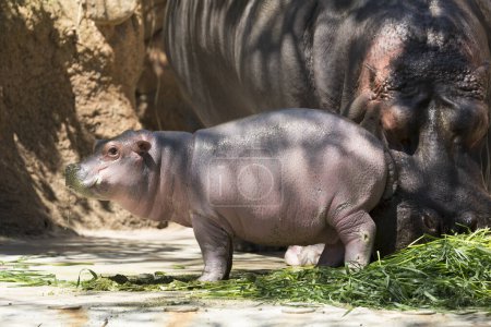 Photo for Hippopotamus family in zoo, mother with cub eating green plants - Royalty Free Image