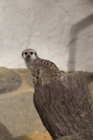 Téléchargez les photos : Mignon meerkat dans un zoo - en image libre de droit