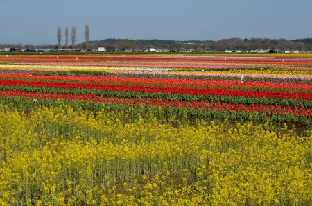 Téléchargez les photos : Champ de fleurs colorées avec un champ de tulipes colorées - en image libre de droit