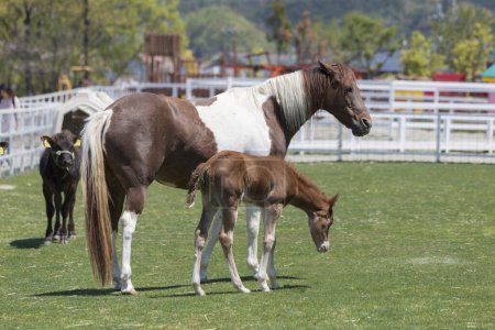 Téléchargez les photos : Pâturage des chevaux à la ferme le jour - en image libre de droit